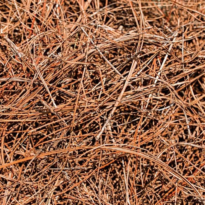 CleanStraw Premium Pine Straw Pallet Of 40 Bags 2 CleanStraw Premium Pine Straw Pallet Of 40 Bags - Image 2