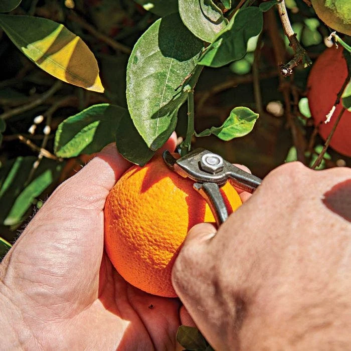 Shear Corona Harvesting 3 Shear Corona Harvesting - Image 3