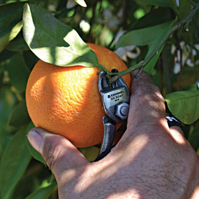 Shear Corona Harvesting 2 Shear Corona Harvesting - Image 2