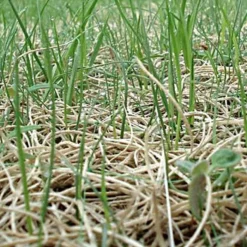 Curlex I Blanket Single Net Up To 2 1 Slope Green 7 Curlex I Blanket Single Net Up To 2 1 Slope Green -Garden Store c4101 growth