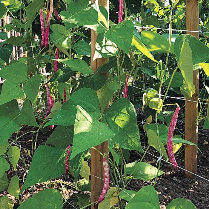 Hortonova Trellis Netting, 4 Feet X 100 Feet 17 Hortonova Trellis Netting, 4 Feet X 100 Feet - Image 17