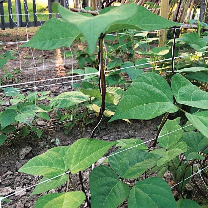 Hortonova Trellis Netting, 4 Feet X 100 Feet 18 Hortonova Trellis Netting, 4 Feet X 100 Feet - Image 18