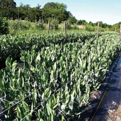 Hortonova Trellis Netting, 4 Feet X 328 Feet -Garden Store htn4328 8