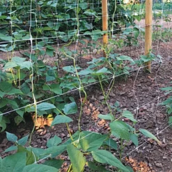 Hortonova Trellis Netting, 5 Feet X 328 Feet -Garden Store tn5328 4