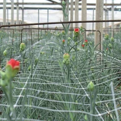 Hortonova Trellis Netting, 6-1/2 Feet X 100 Feet -Garden Store tn6100 6