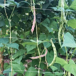 Hortonova Trellis Netting, 6-1/2 Feet X 50 Feet -Garden Store tn650 3