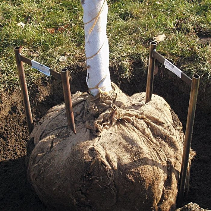 Tree Anchor Staple 4"-6" Caliper 42 2 Tree Anchor Staple 4"-6" Caliper 42 - Image 2