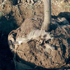 Tree Anchor Staple 4"-6" Caliper 42 7 Tree Anchor Staple 4"-6" Caliper 42 -Garden Store tst42 3