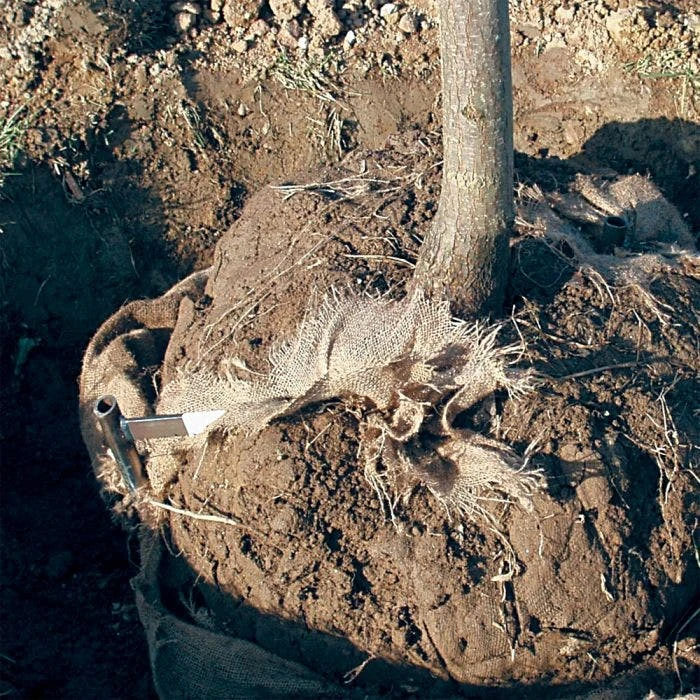 Tree Anchor Staple 4"-6" Caliper 42 4 Tree Anchor Staple 4"-6" Caliper 42 - Image 4