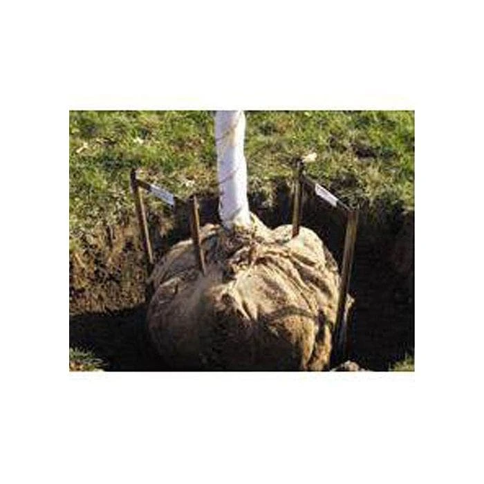 Tree Staple Stabilizer 2 Tree Staple Stabilizer - Image 2