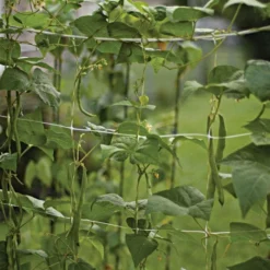 Hortonova Trellis Netting 17 Hortonova Trellis Netting -Garden Store vp tnx 6